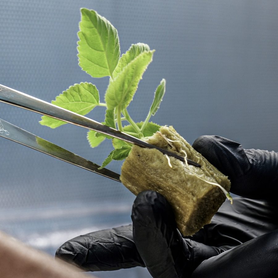Rooted tissue culture plantlet held with forceps, roots visible in a growing cube